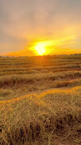 ป.ขี้ไก่😔#ธรรมชาติบ้านนอก🌄🍃 #ฟีดดด #ทุ่งนาหน้าบ้านนอก #ยืมลงสตอรี่ได้นะ #วิวบ้านนอก🍃 