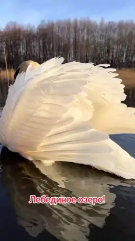 #Лебединое озеро#П .И.Чайковский#