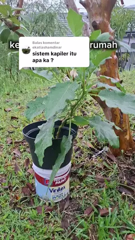 Membalas @ekatiashamdinar  kegiatan samping rumah #kebundilahansempit #garden #produktifdirumah #cocoktanam  #berkebundirumahaja 