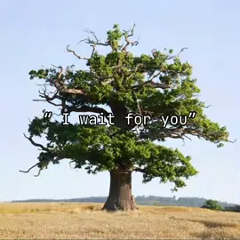 “I wait for you” #alexg #i❤️music #fyp #nature #relatable #fy #viralvideo #green #waether #TimeWarpScan #chnage #waitforyou 