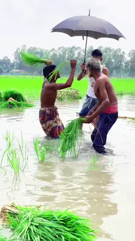 ও মাওই গো মাওই গো #foryou #tiktokviral #tiktok #funnyvideos #viralvideo 