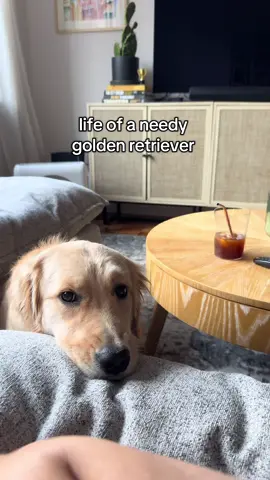She’s so sweet & needy and we love her for it #goldenretriever #dogmom #nycdogs 