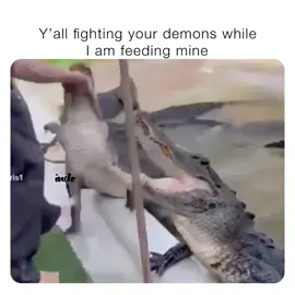 some just live and some live the life😅#funny #memes #alligator 