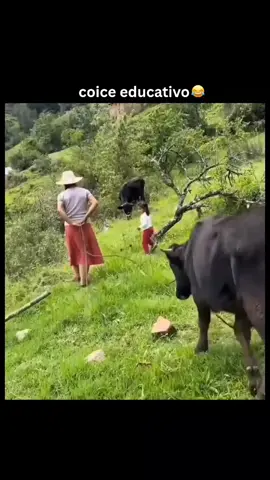 animais engraçados 