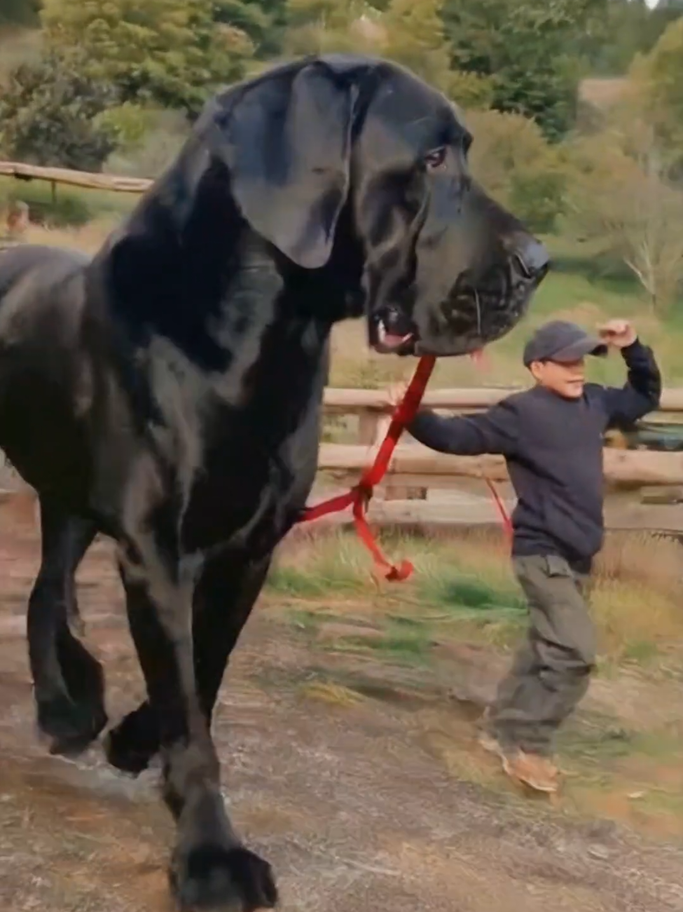 the world's largest dog #giantdog 