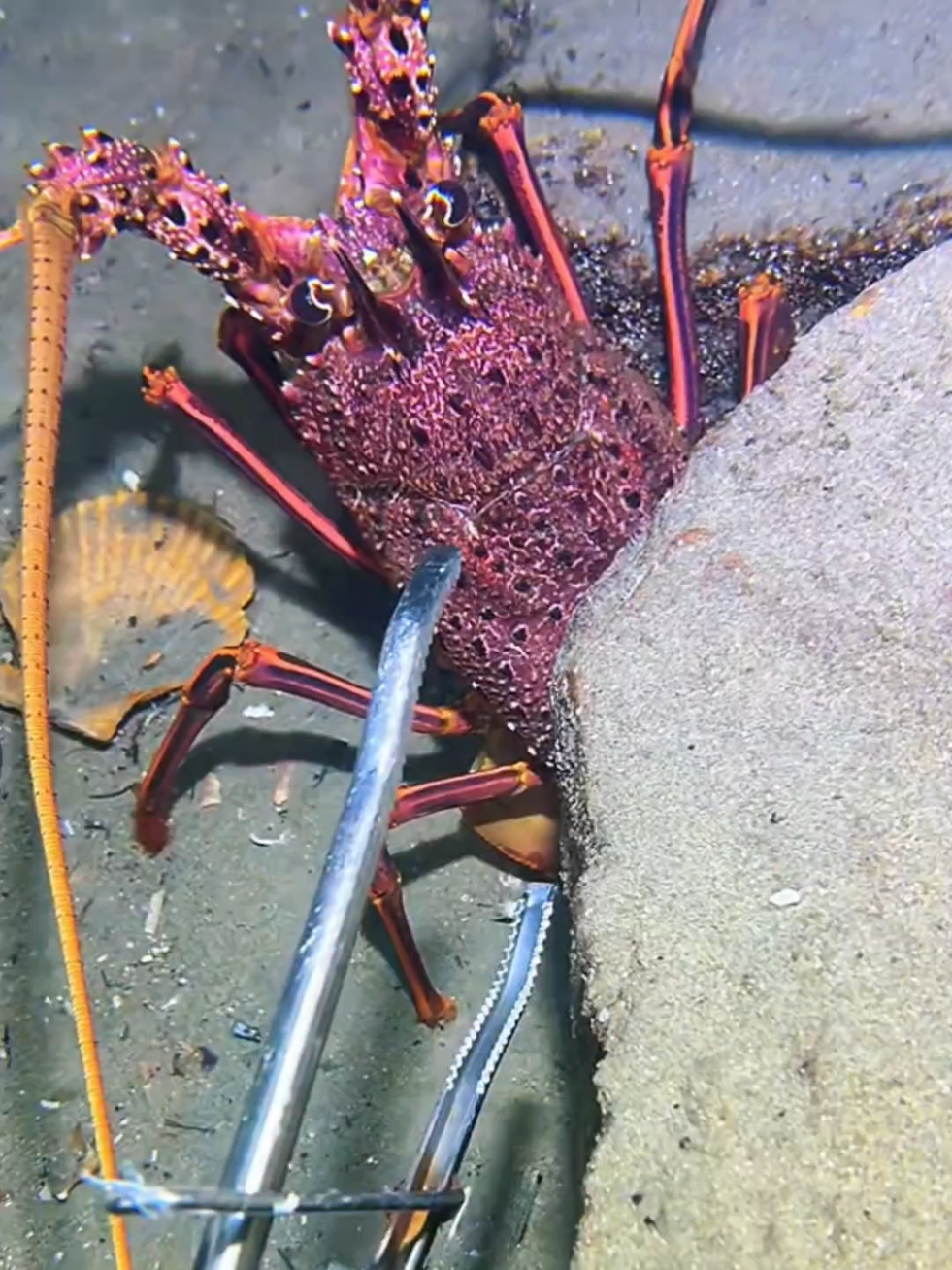 #diving #crab #catchthesea #seaside #seafood 