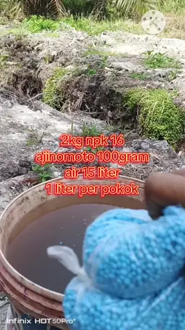 pemupukan/pengocoran kelapa sawit#pemupukankelapasawit#ajinomoto
