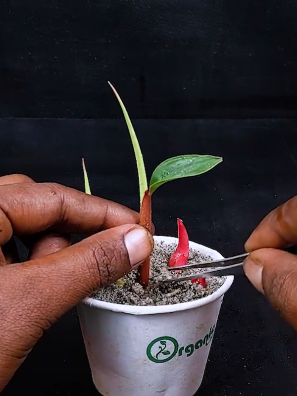 #Cardamom #plants #plantslife31 