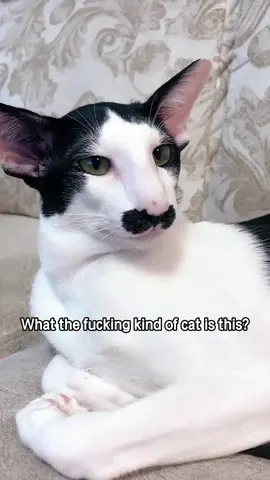 Quiz for my American friends: how many of these cat can you name?#popular #usa_tiktok #usa #america #usatiktok🇺🇸 #gag #cat 