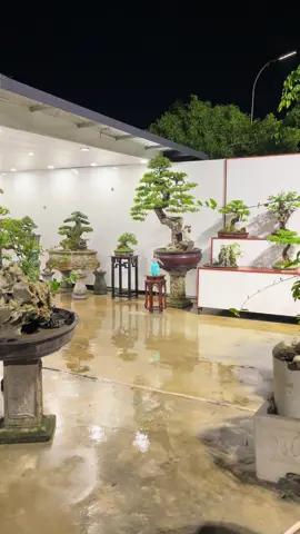 chuyển bị lên sóng cho các bác #bonsai #duối_bonsai #hoa giấy 