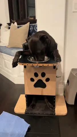 After a full day of play, my boy still sprints to his custom Bailey Chair for dinner 💙 He has a condition called Megaesophagus, which means he has to eat upright so gravity helps his food go down. Eating upright like this helps him keep his meals down and stay healthy. 🐶💪 If you’ve never seen a dog eat in a Bailey Chair before, you’re about to fall in love.  #megaesophagus #dogtok #baileychair #specialneedsdog #doghealth         @The Farmer’s Dog 