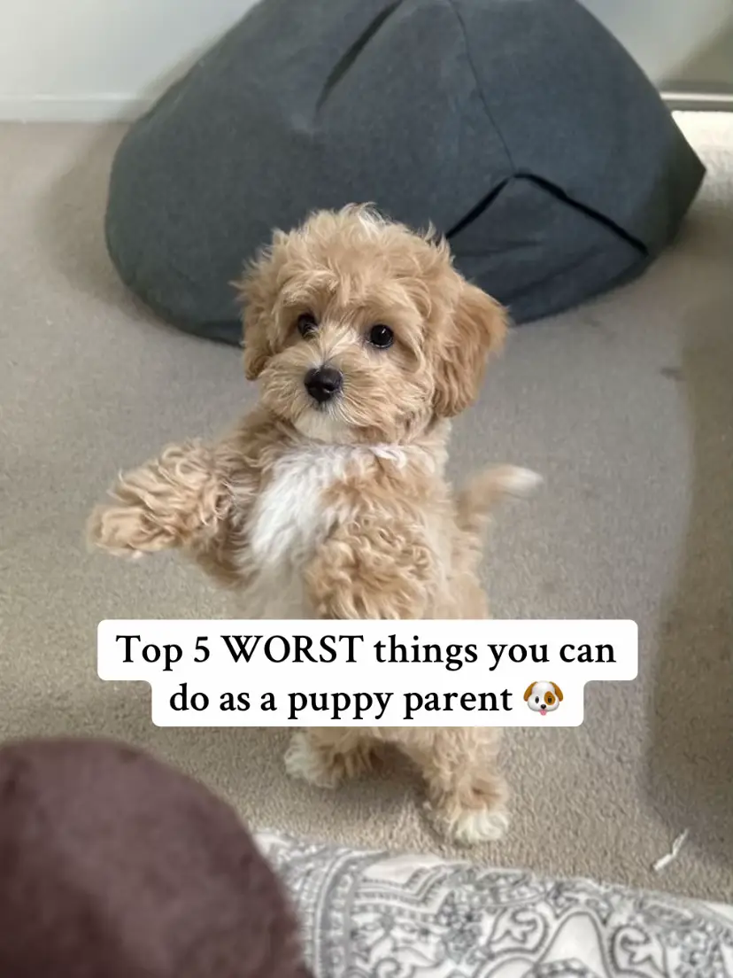#puppytiktok #puppytips #puppycare #dogs #dogcare 