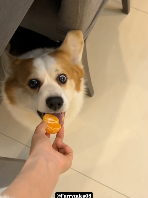 Today Sharing Some Fruits With My Pet's #cutepets #dogoftiktok #cuteanimals #PetsOfTikTok #dogeating 