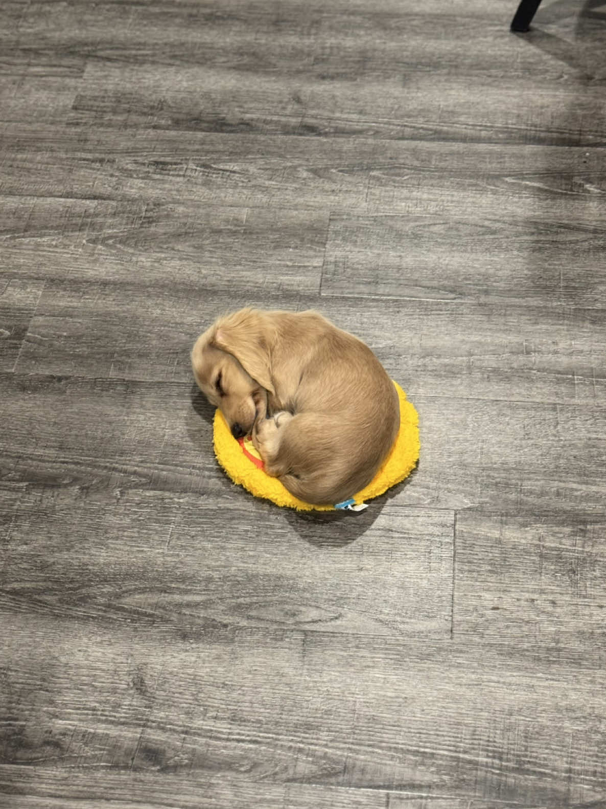 he slept on it for like 3 hours 😭 #dachshundbehavior  #puppytok #minidachshund #dachshundpuppy #dogsoftiktok 