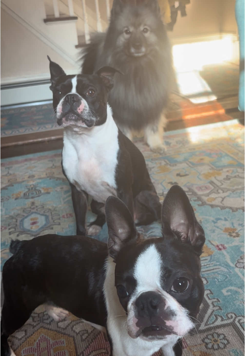 The theft! Hoodsie and Sully were not pleased.  #bostonterrier #bostonterrierpuppy #fyp #playfulpuppy #funnydogvideos #hoodsietheboston #wompwomp #disappointment 