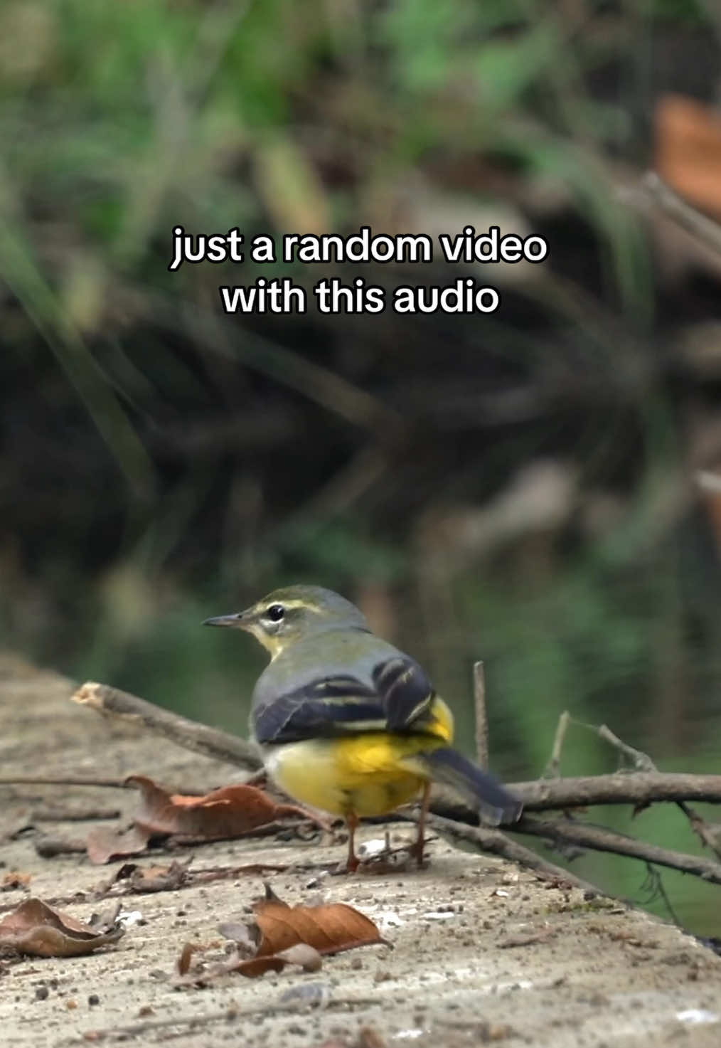 why is the Wagtail so perfect for this trend honestly🫦 #bird #wagtail #birdtiktok #birdlife #dancingbird  📹Shutterstock