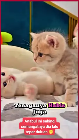 anabul yang adu skill  #catlover 