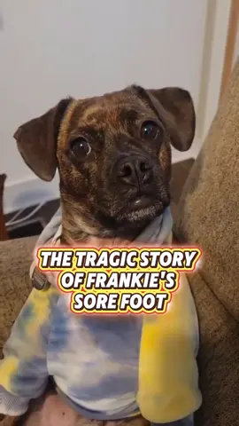 Merch Store Sale! 🔗Links in bio  #dogsoftiktok #saddog #sorefoot #dramatic #dogs 
