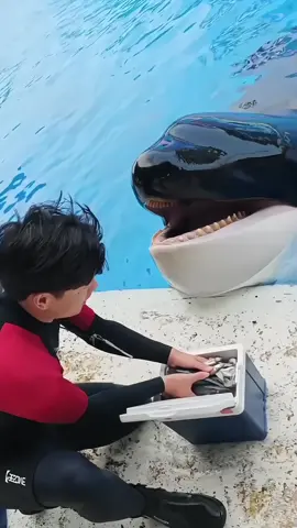 #orcas #trenading #forupage #orcas #trenading 