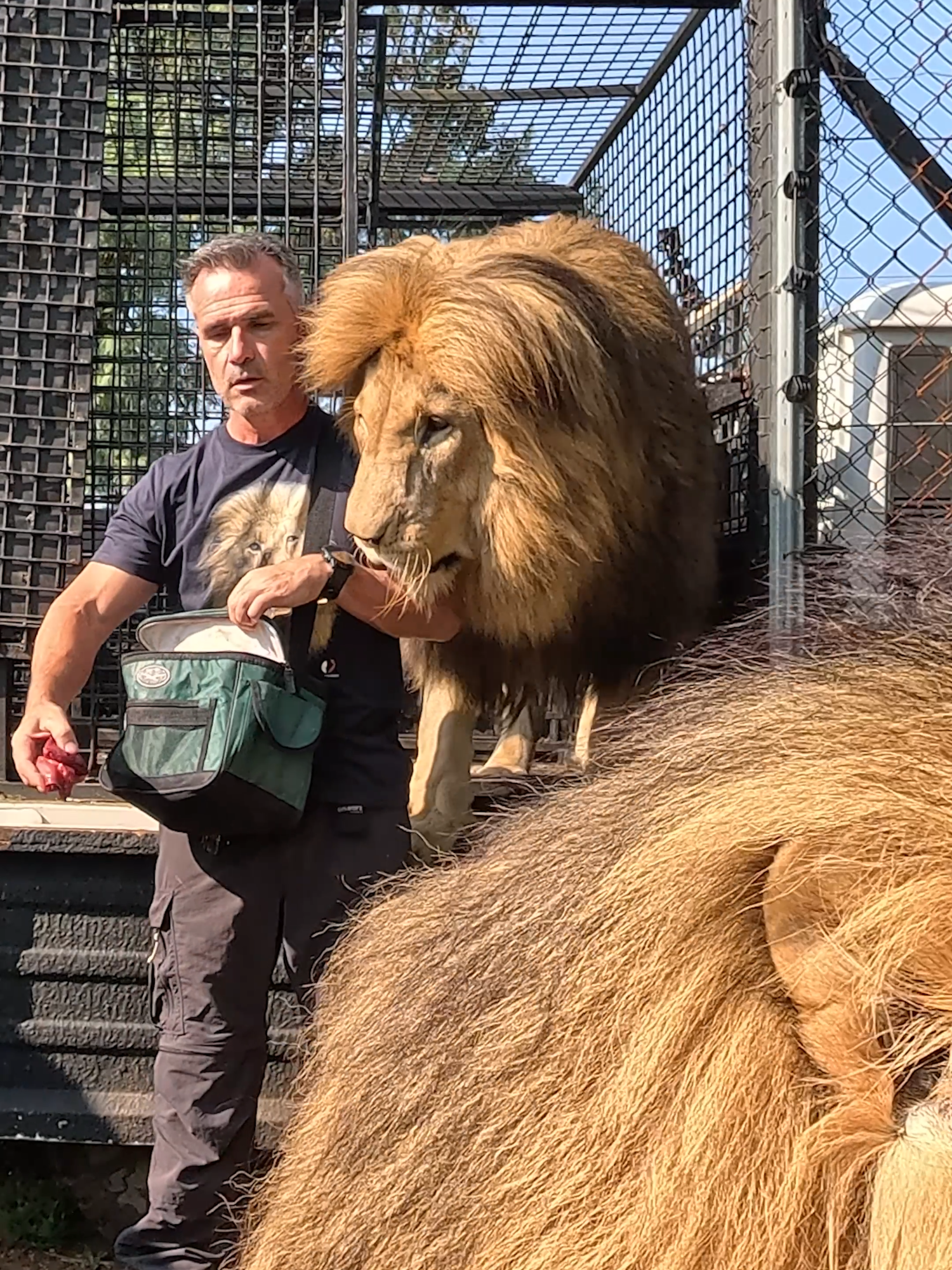 LIONS Return Home. Rescued Lion Brothers George and Yame return to their camp. #cat #lion #nature #africa #kitty #animalsoftiktok