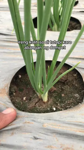 seratus boss#promomakanmerdeka #petaniindonesia🇮🇩🇮🇩🇮🇩🌿🌿 #sobatani #fypシ゚viral #bayan 