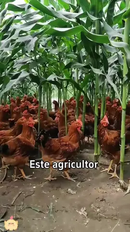 Cultivar maíz así fue ecológico y rentable.#fyp #usa #titok #foryou #usa🇺🇸 