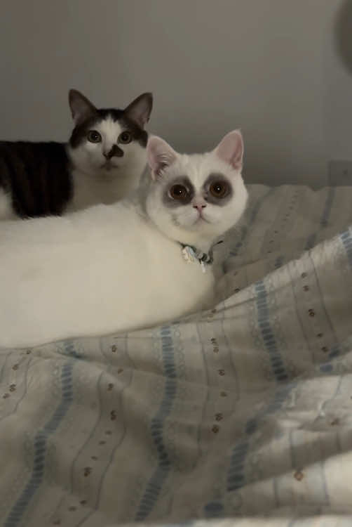 A unique and adorable cat 🐈. #fypシ #funny #pet #tiktok #fypシ゚ #cat #fyp #cats 