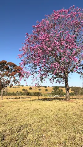 Ipê roxo florido #zonarural_go #ipê 