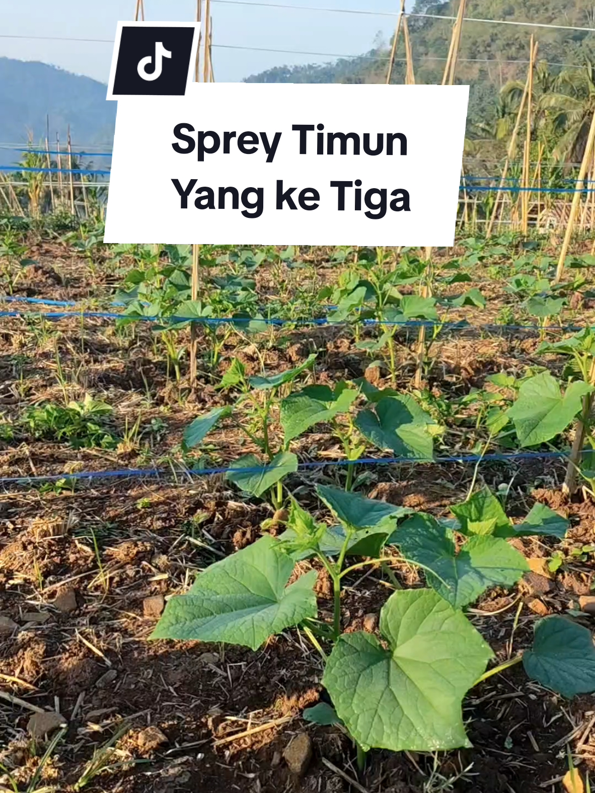 Sprey timun yang ke tiga. #pertanian #petanimuda #petanimilenial #fypp 