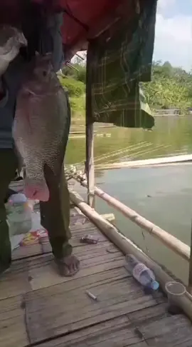 terselamatkan ikan nila babon spot sadawarna rakit pak ucu madep #fyp #videoviral #viral #fishing #foryou 