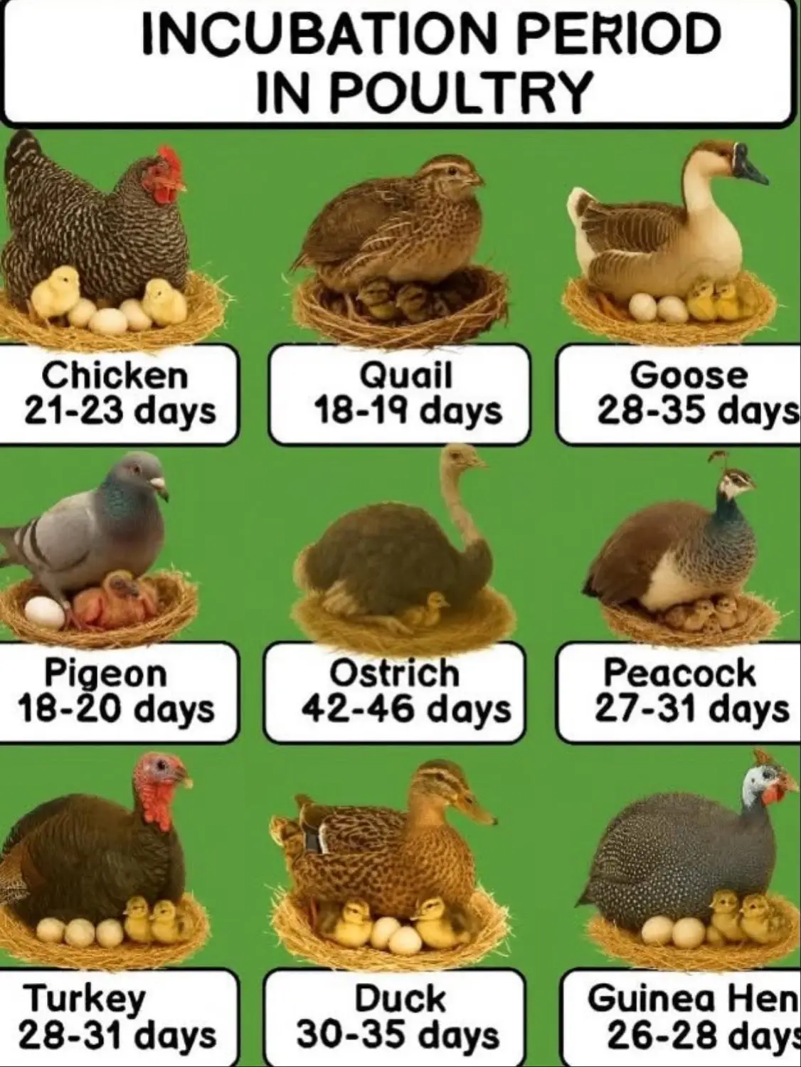 How long does it take to hatch an egg? 🥚 🤔  #chickens #ducks #backyardchickens #farm #homesteading 