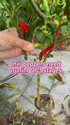 Chili peppers need pruning at 3 stages. #garden #gardening #gardeninghacks #gardentok #gardentips #gardening101 #gardeningtips #plants #plant #planting #plantlover #planttips #planttiktok #farm #farmlife #farmer #farming #farmtok #agriculture #agriculturetiktok 