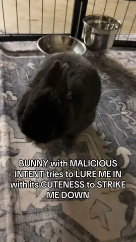 who wanna be pickle mutual #bunny #evil 