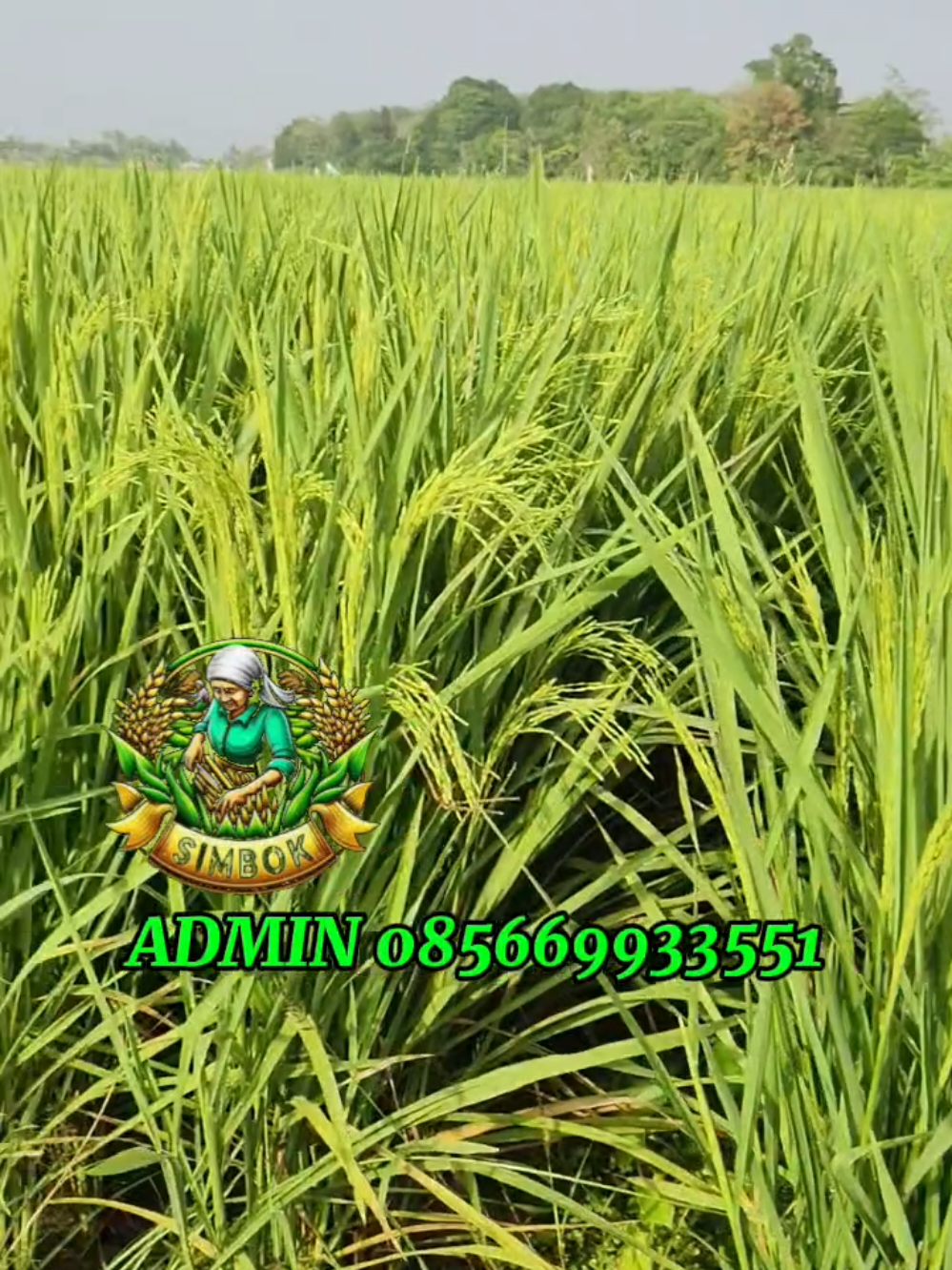 Setok benih semakin menipis siapa cepat dia dapat @simbok Real @Bang Jhon #padisimbok #padisimbokgogorahcah #benihpadi #petanimuda #petaniindonesia🇮🇩🇮🇩🇮🇩🌿🌿 