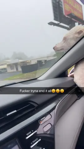 This damn dog raised my pressure#Greyson #problem #dog #wind #windows 
