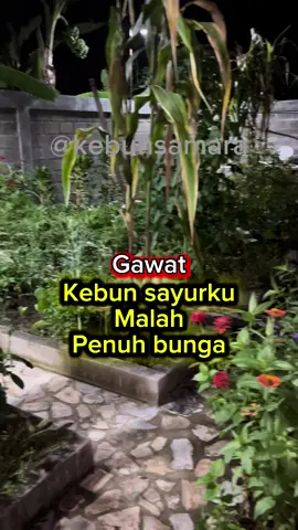 Karena beberapa pekerjaan, kebun sayurku tidak terurus #sukaduka #berkebun #update #farming #garden 