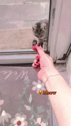 🥰😻#viral_video #forupage 