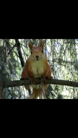 снова белки