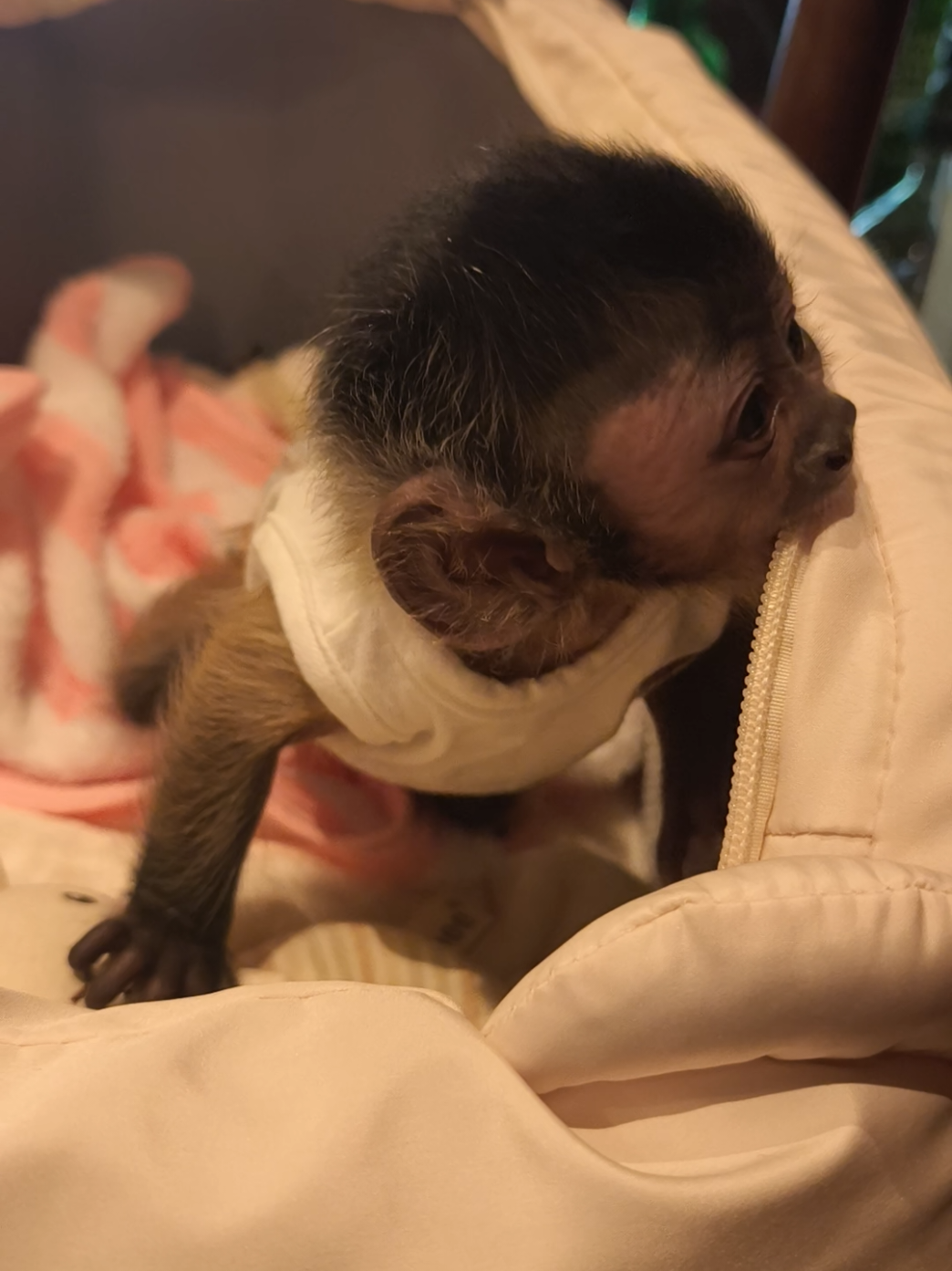 Happy mother's day 🩷🎉 มีก้าพาแม่กินข้าว แม่พาก้ากินนม 🤍🍼✨ #มีก้าคาปูชิน #mikacapuchin #capuchinmonkey #monkey #capuchin 