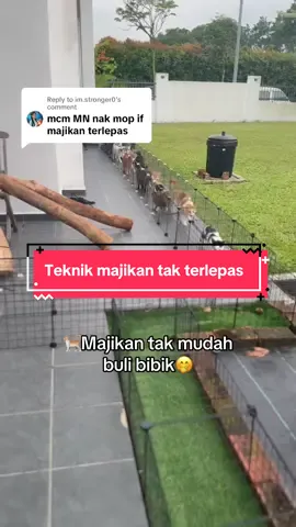 Replying to @im.stronger0 perlu mop ikut area. Part by part supaya majikan tak terlepas. @Dr. Siti Hajar #irfarhanhusin #coachirfarhan #majikankucing #kucing #tiktokmalaysia 