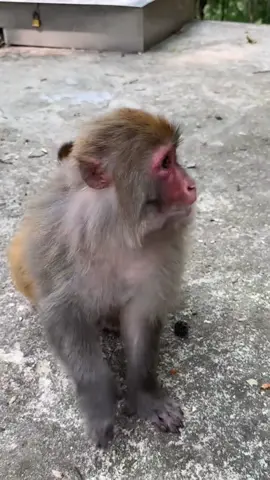 #moholomonkey #monkey #foryou #viral 