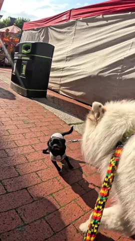 Interactions with my dog!!  #husky #puppy #fyp #fypp #famous 