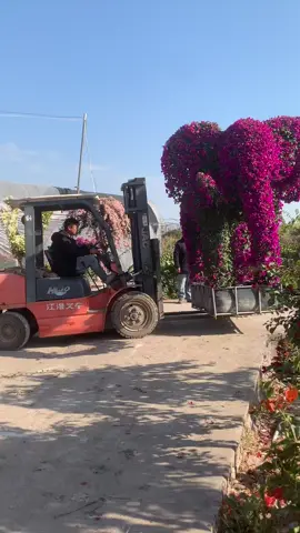 HOKBG rectangular grow bag are used for planting topiary bougainvillea. #HOKBG #growbags #planterbag #wovenbag #gardeningtips #gardenpots  #fyp #bougainvilleas #topiary 