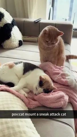 Try not to laugh 😂😂😂 #funny #funnypets #animals #dog #pet 