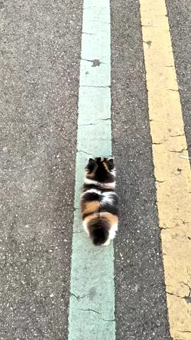 #cute #cat #catsoftiktok 