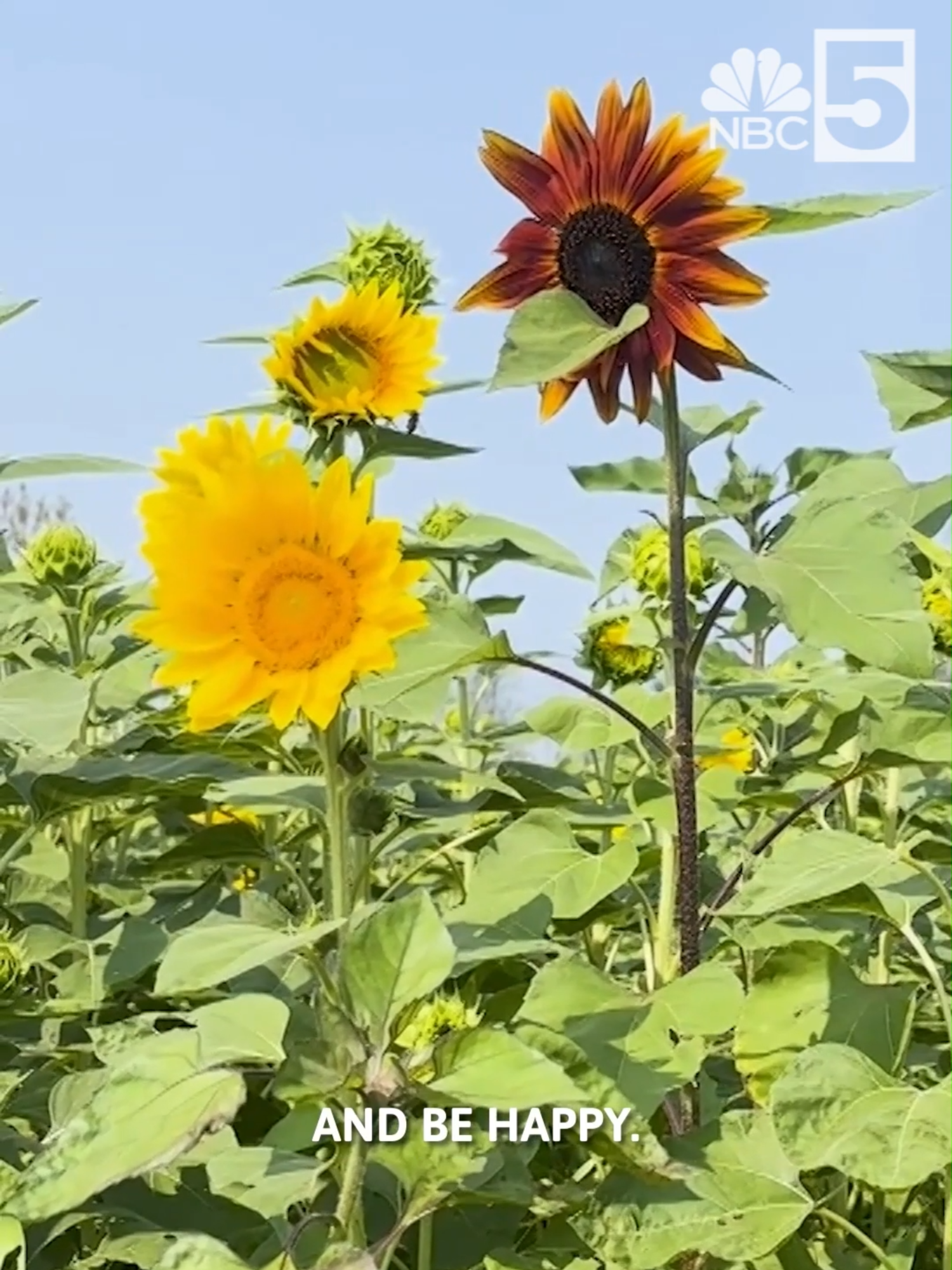 The Isle La Motte sunflower field is blooming into its fourth year.  The field was started by Steve Rowe, who said he just wanted to bring some joy to his neighbors.   