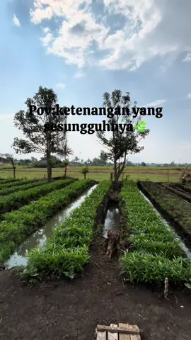 Ketenangan yang sesungguhnya🌿 #petaniindonesia🇮🇩🇮🇩🇮🇩🌿🌿 #petanimuda #petanimilenial #foryoupage #petani 