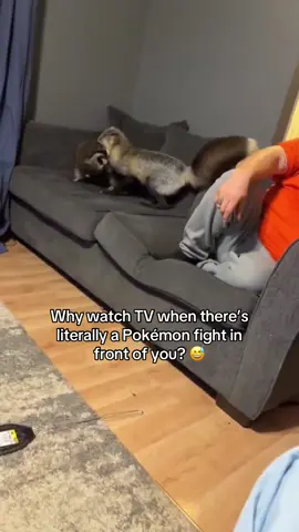 (Subscribe to see my next posts)   #animalsoftiktok #cute #foxes #raccoon #petlovers 