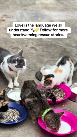Love is the language we all understand 🐾💛 Follow for more heartwarming rescue stories. #AnimalRescue