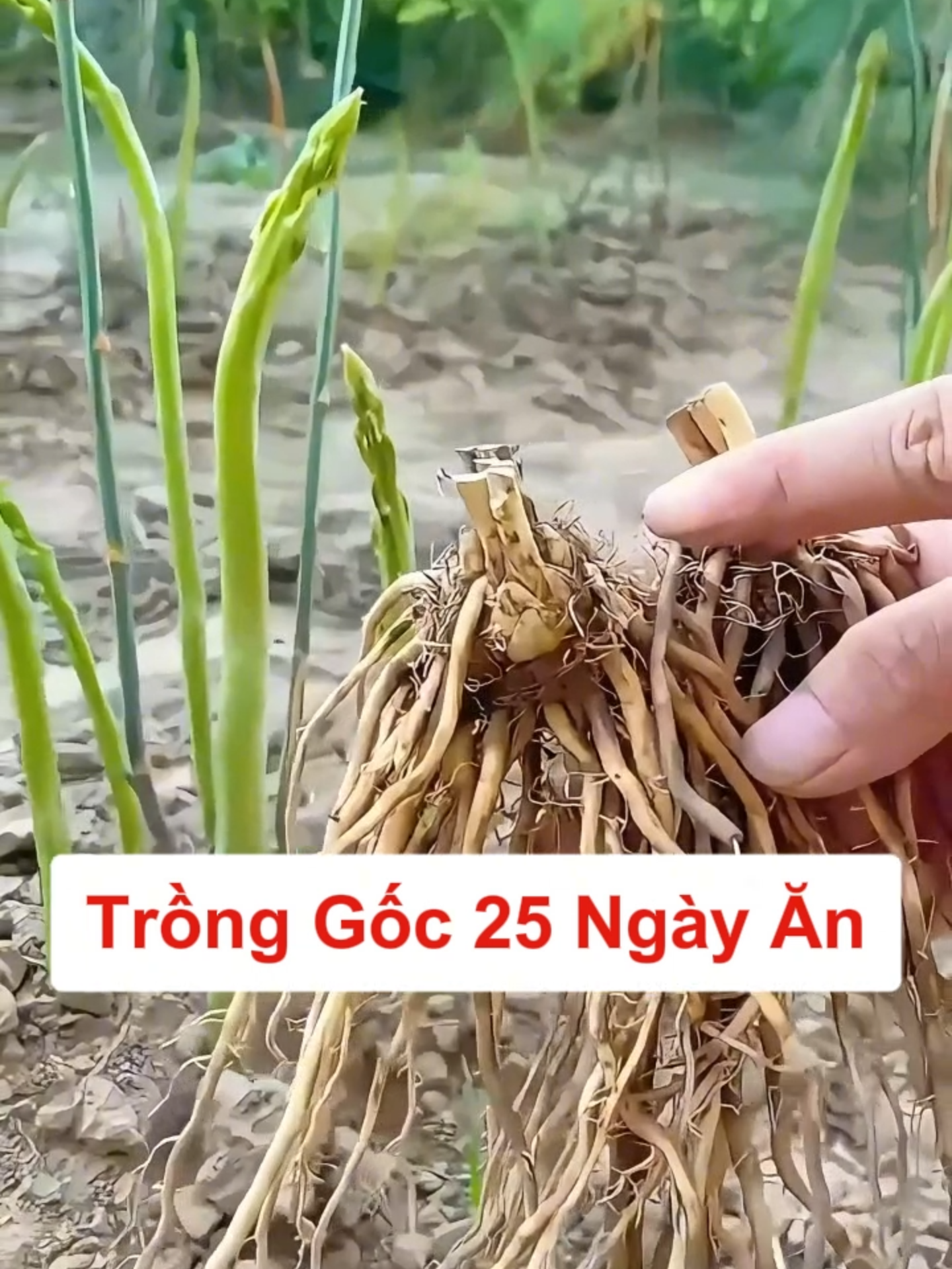 Gốc măng tây hơn 1 năm tuổi siêu khỏe mạnh - Chỉ 20-25 ngày thu hoạch #hatgionghoa4mua #gocmangtay